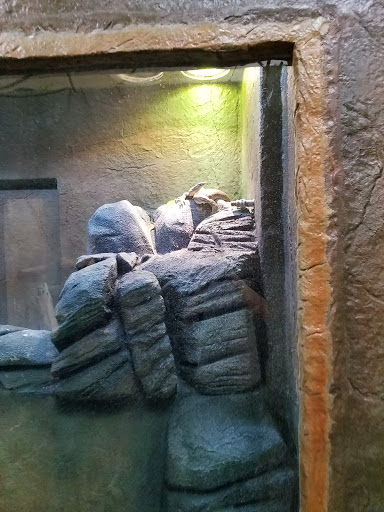 Pet Store «Lost Realms Pets», reviews and photos, 8059 N Cedar Ave, Fresno, CA 93720, USA