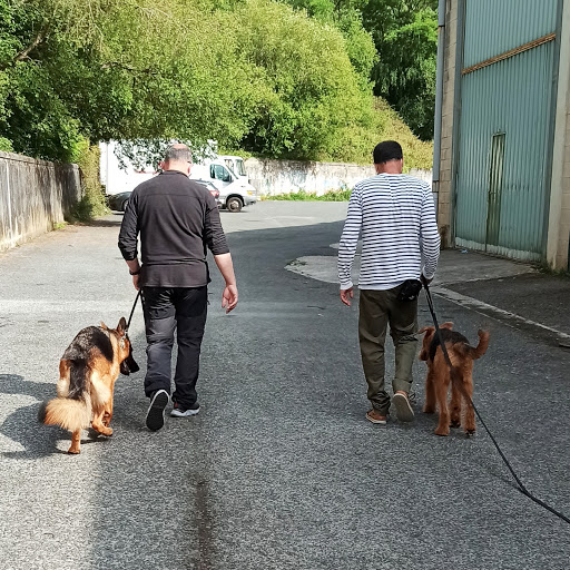 Adiestradores caninos y entrenadores de mascotas en San Sebastián de 2024