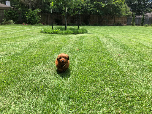 Oodles of Doodles Texas