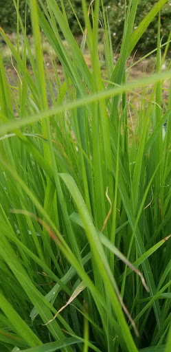 Park «Viewpoint Park», reviews and photos, 134th & NE 24th Street, Bellevue, WA 98005, USA