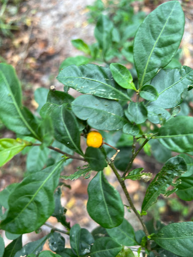 Park «Boyette Springs Park», reviews and photos, 10423-10425 Deepbrook Dr, Riverview, FL 33569, USA