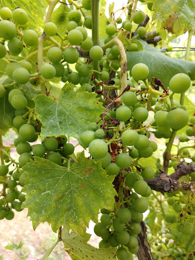 Winery «Balic Winery», reviews and photos, 6623 Harding Hwy, Mays Landing, NJ 08330, USA