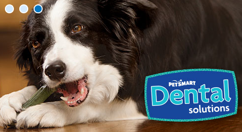 Pet Supply Store «PetSmart», reviews and photos, 3260 Stockton Hill Rd, Kingman, AZ 86409, USA