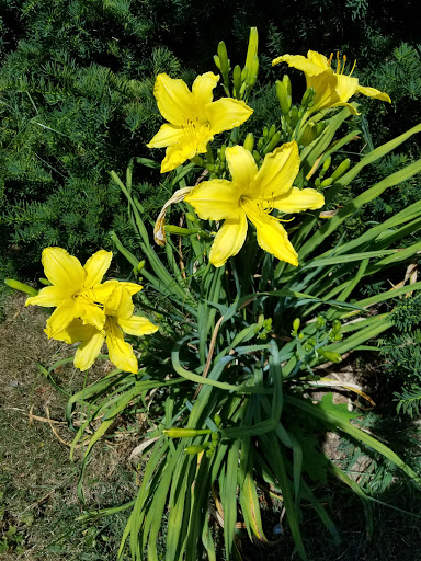 Memorial Park «Ox Hill Battlefield Park», reviews and photos, 4134 West Ox Rd, Fairfax, VA 22033, USA