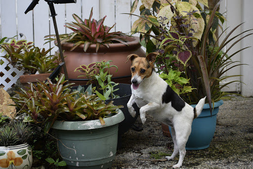 Pet Supply Store «Pet Supplies Plus», reviews and photos, 4923 Sheridan St, Hollywood, FL 33021, USA