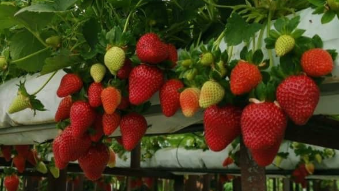 Strawberry Cik Indah