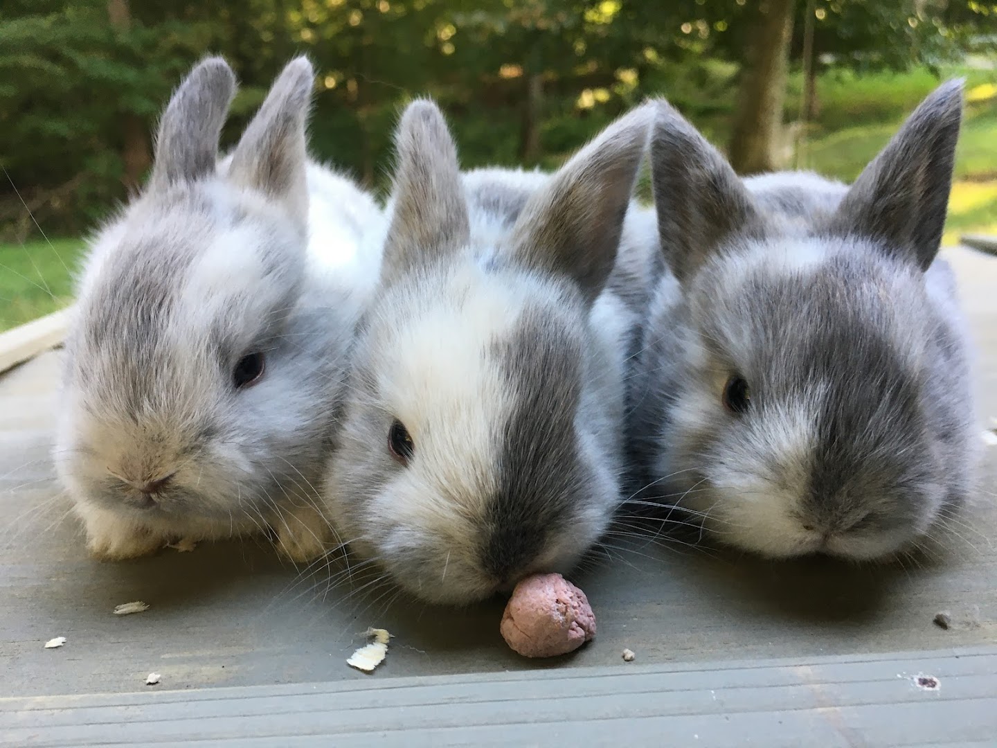 Snugglebuns Rabbitry and Rescue