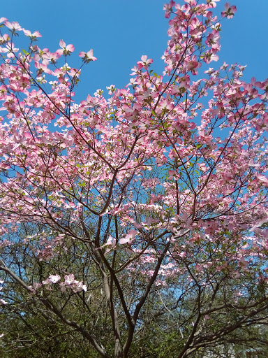 Supermarket «Stop & Shop», reviews and photos, 424 Raritan Ave, Highland Park, NJ 08904, USA