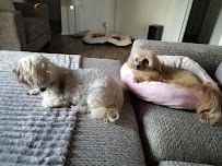 Dharma's Bed and Biscuit - Photo 7 - Car repair in San Antonio, TX, San Antonio