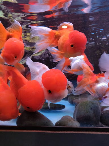 Aquarium «Nemos Aquarium», reviews and photos, 4051 Stone Mountain Hwy, Snellville, GA 30039, USA