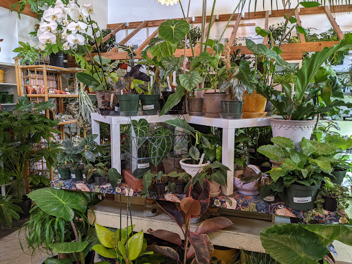 Paraso Plant Studio image