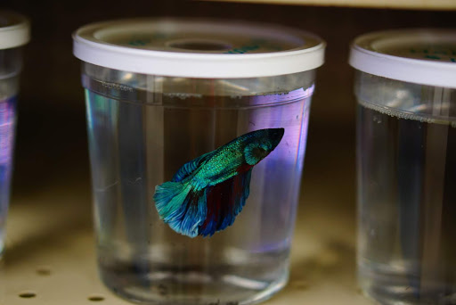 Pet Supply Store «Panhandle Pet Supply», reviews and photos, 3661 N Monroe St, Tallahassee, FL 32303, USA