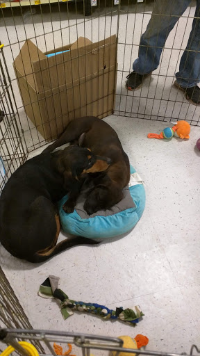 Pet Supply Store «PetSmart», reviews and photos, 5890 Trussville Crossings Pkwy, Birmingham, AL 35235, USA