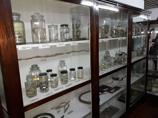 Museo de Ciencias Naturales José Lorca