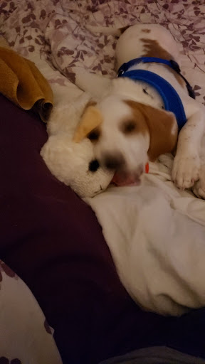 Pet Supply Store «Pet Supermarket», reviews and photos, 1070 E Hwy 50, Clermont, FL 34711, USA