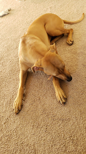 Pet Supply Store «O K Feed & Supply», reviews and photos, 3701 E Fort Lowell Rd, Tucson, AZ 85716, USA