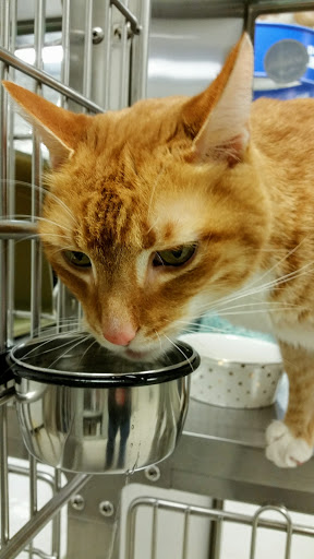 Pet Supply Store «PetSmart», reviews and photos, 10 Traders Way, Salem, MA 01970, USA