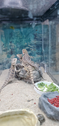 Pet Store «Animal House», reviews and photos, 646 SW 4th St, Corvallis, OR 97333, USA