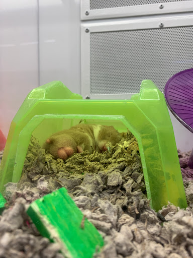 Pet Supply Store «Petco Animal Supplies», reviews and photos, 420 El Cerrito Plaza, El Cerrito, CA 94530, USA