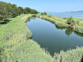 Tour d'observation d'oiseaux Grangettes