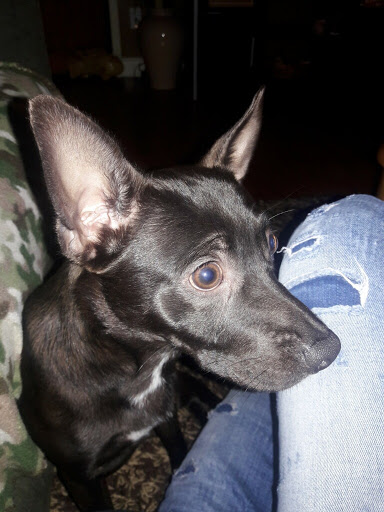 Pet Supply Store «Pet Valu», reviews and photos, 13828 E 14 Mile Rd, Warren, MI 48088, USA