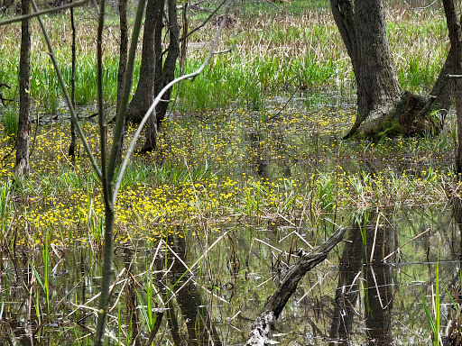 Nature Preserve «Sauk Trail Woods», reviews and photos, 3028 Forest Preserve Dr, Chicago Heights, IL 60411, USA