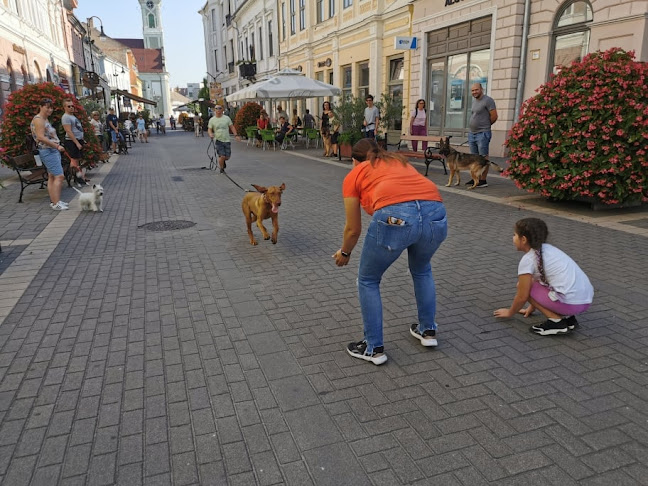 Hozzászólások és értékelések az Bajai Kutyaiskola-ról