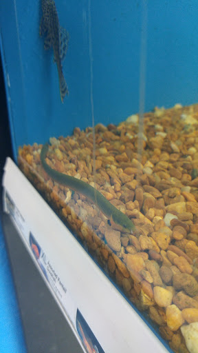 Pet Supply Store «Pet Supermarket», reviews and photos, 1125 Royal Palm Beach Blvd, Royal Palm Beach, FL 33411, USA