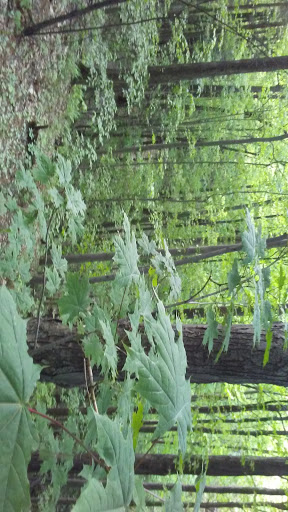 Nature Preserve «Centennial Woods Natural Area», reviews and photos, I-89, Burlington, VT 05401, USA