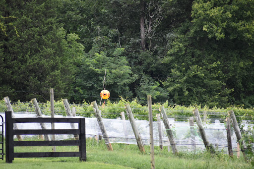 Winery «Blenheim Vineyards», reviews and photos, 31 Blenheim Farm, Charlottesville, VA 22902, USA