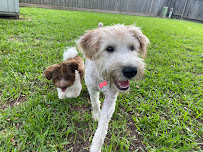 Montreal Professional Dog Training Services - Photo 3 - Car repair in , The Woodlands