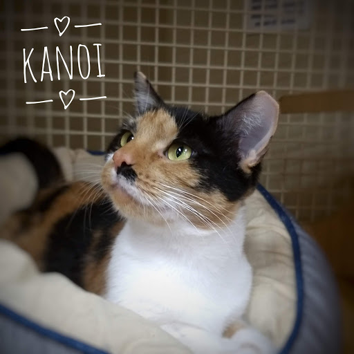 Pet Supply Store «Petco Animal Supplies», reviews and photos, 1500 N Town E Blvd, Mesquite, TX 75150, USA