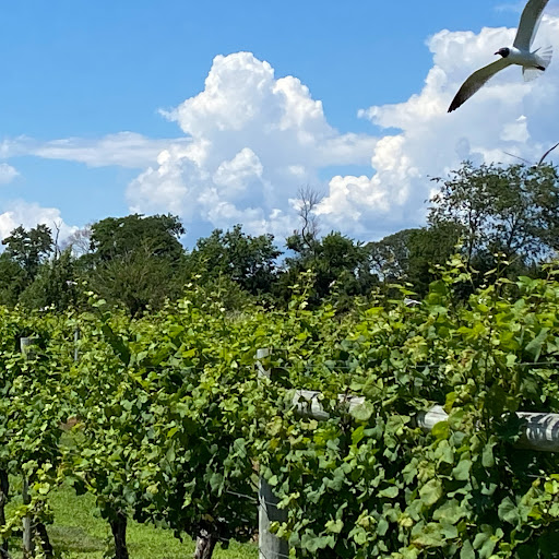 Winery «Jessie Creek Winery», reviews and photos, 1 N Delsea Dr, Cape May Court House, NJ 08210, USA