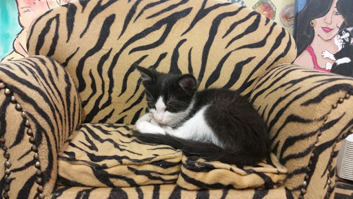 Thrift Store «Companion Animal Foundation», reviews and photos, 88 Sunnybrae Center, Arcata, CA 95521, USA