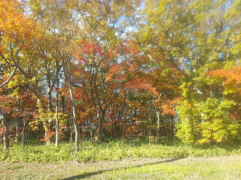 沼ノ端拓勇樹林地区