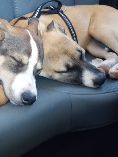 Pet Supply Store «Pet Food Express», reviews and photos, 1315 Linda Mar Shopping Center, Pacifica, CA 94044, USA