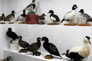 Museo Ornitologico della Sardegna image
