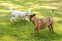 Mary Must Love Dogs - Photo 3 - Car repair in Zionsville, IN, Indianapolis