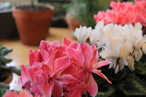 Florist «Floral Arts», reviews and photos, 129 Littleton Rd, Westford, MA 01886, USA