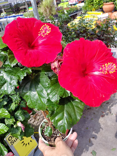 Garden Center at The Home Depot