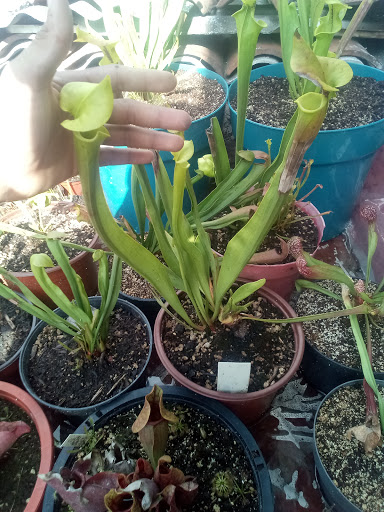Plantas Carnivoras Morelia