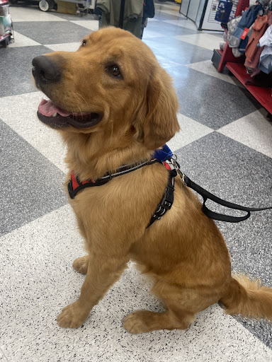 Pet Supply Store «Petco Animal Supplies», reviews and photos, 5500 Sunrise Hwy, Massapequa, NY 11758, USA