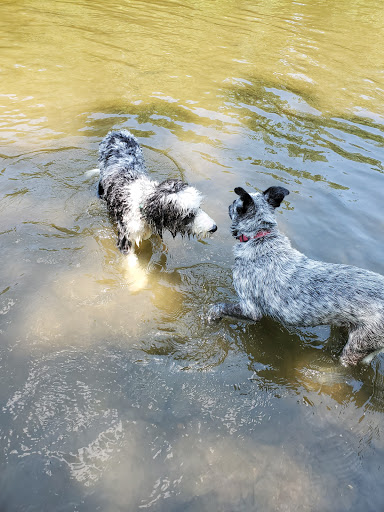 Dog Park «Murfreesboro Bark Park», reviews and photos, 1540 W College St, Murfreesboro, TN 37130, USA