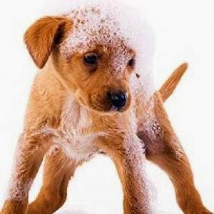 Comments and reviews of Mutz Cutz Dog Grooming Spa & Training Academy