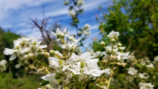 Nature Preserve «Centennial Woods Natural Area», reviews and photos, I-89, Burlington, VT 05401, USA