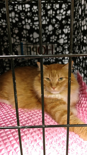 Pet Supply Store «PetSmart», reviews and photos, 1800 Evans Rd, Melbourne, FL 32904, USA