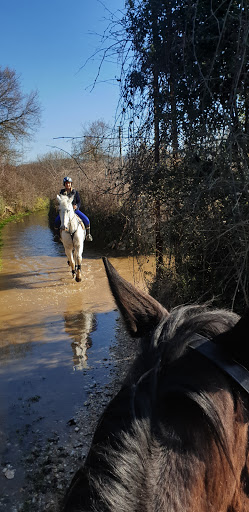 Şahin Bey At Çiftliği