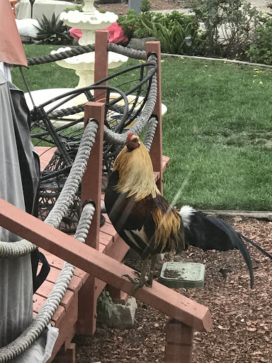 Pet Supply Store «El Granero Feed & Pet Supplies», reviews and photos, 2228 Church Ln, San Pablo, CA 94806, USA