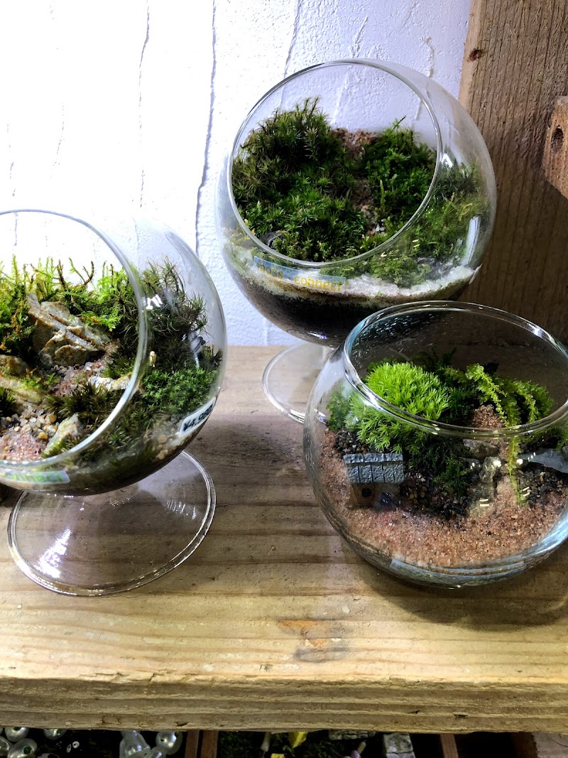 ｍｏｓｓ ｃｏｎｎｅｃｔ 大阪府大阪市中央区南船場 インテリア用品店 グルコミ
