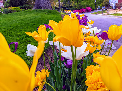 Heritage Museum «Hillwood Estate, Museum & Gardens», reviews and photos, 4155 Linnean Ave NW, Washington, DC 20008, USA